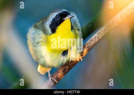 Gemeinsame Yellowthroat (Geothlypis Trichas) - Green Cay Sumpfgebiete, Boynton Beach, Florida, USA Stockfoto