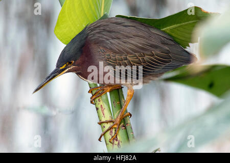 Heron grün - Green Cay Feuchtgebiete - Boynton Beach, Florida USA Stockfoto