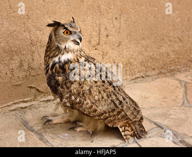 Zähmen great horned Owl auf dem Boden am Mausoleum von Khoja Ahmed Yasawi in Turkestan Kasachstan Stockfoto