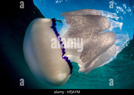 Quallen, Rhizostoma Pulmo, im Mittelmeer, Comarruga, Costa Daurada, Spanien Stockfoto