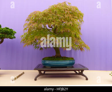 Acer Palmatum Bonsai auf dem Display in einem lokalen Bonsai-Show in Belfast, Northern Ireland Stockfoto