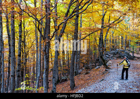 Frau und Laubwald im Herbst. Stockfoto