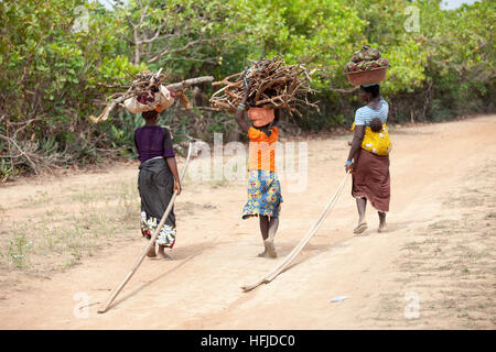 Kiniero, Guinea, 30. April 2015: das Dorf und die Umgebung werden durch die Fomi Damm überschwemmt. Frauen bringen Brennholz und Mangos aus dem Wald zurück. Stockfoto