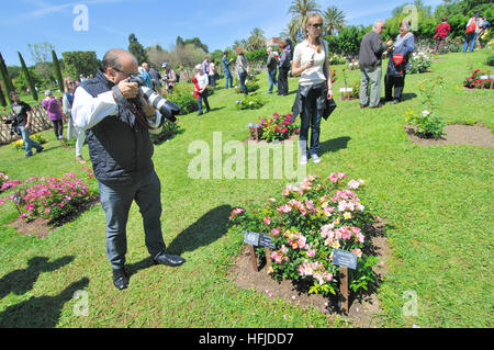 Rosen-Wettbewerb. Cervantes-Park, Parc de Cervantes, Pedralbes Viertel, Bezirk Les Corts, Barcelona, Katalonien, Spanien Stockfoto