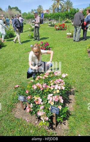 Rosen-Wettbewerb. Cervantes-Park, Parc de Cervantes, Pedralbes Viertel, Bezirk Les Corts, Barcelona, Katalonien, Spanien Stockfoto