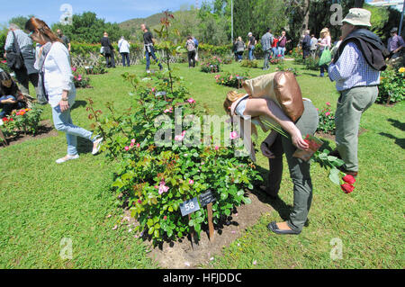 Rosen-Wettbewerb. Cervantes-Park, Parc de Cervantes, Pedralbes Viertel, Bezirk Les Corts, Barcelona, Katalonien, Spanien Stockfoto