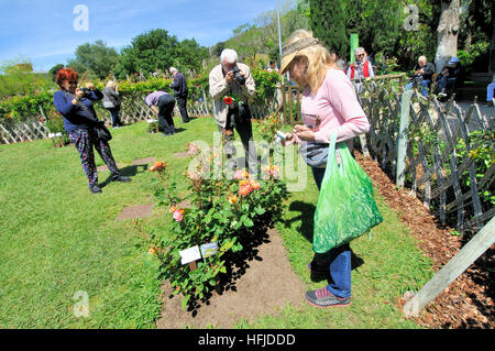 Rosen-Wettbewerb. Cervantes-Park, Parc de Cervantes, Pedralbes Viertel, Bezirk Les Corts, Barcelona, Katalonien, Spanien Stockfoto