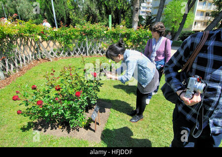 Rosen-Wettbewerb. Cervantes-Park, Parc de Cervantes, Pedralbes Viertel, Bezirk Les Corts, Barcelona, Katalonien, Spanien Stockfoto