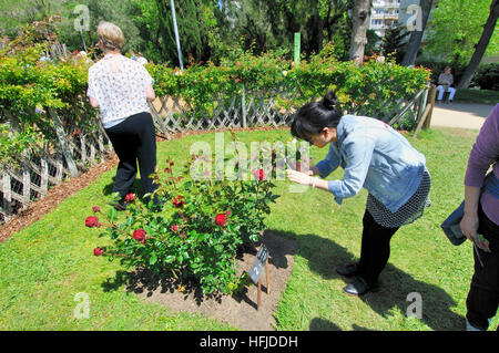 Rosen-Wettbewerb. Cervantes-Park, Parc de Cervantes, Pedralbes Viertel, Bezirk Les Corts, Barcelona, Katalonien, Spanien Stockfoto