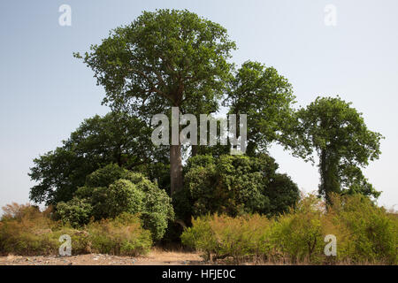 Baro, Guinea, 1. Mai 2015: Das kleine Copse des alten "cheesemonger" Bäume wird durch das Dorf als heilig angesehen und war hier vor dem Dorf gegründet. Stockfoto