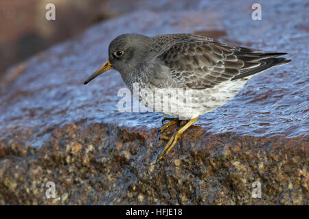 Lila Strandläufer Calidris Maritima Fütterung auf Küstenfelsen bei Flut Stockfoto