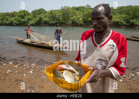 Baro Dorf, Guinea, 1. Mai 2015: Fischer Fische in ihrem Netz fangen. Diese Zeit ist in der Regel gut zum Angeln, da der Fluss zu niedrig ist. Stockfoto