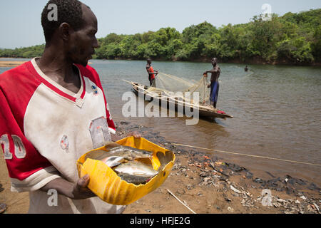 Baro Dorf, Guinea, 1. Mai 2015: Fischer Fische in ihrem Netz fangen. Diese Zeit ist in der Regel gut zum Angeln, da der Fluss zu niedrig ist. Stockfoto