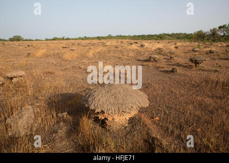 Gbderedou Baranama, Guinea, 2. Mai 2015; Dieses Dorf und Umgebung wird durch das Staudammprojekt überflutet werden. Termitenhügel an Land für Landwirtschaft gelöscht. Stockfoto