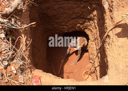 Sanana Mine, Guinea, 2. Mai 2015; Mamady Conde, 11, Eingabe Famoroba Camaras Mine. Mamady ist im Urlaub von Koranschule. Stockfoto