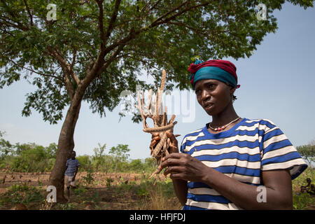 Koumban Dorf, Guinea, 2. Mai 2015. Mariama Condé, 35 mit 4 Kindern, ist Schneiden néré Obst mit ihren Kindern. Néré ist sehr süß und profitabel. Stockfoto