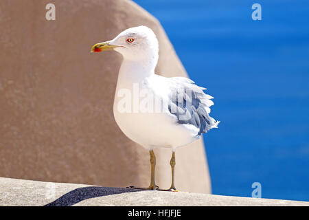 allein Möwe thront auf einer Felswand in der Nähe von Meer Stockfoto