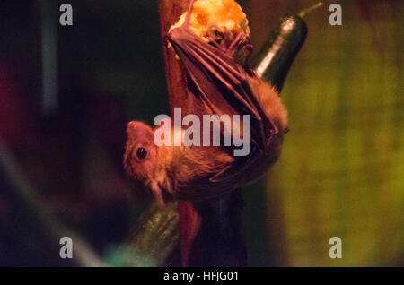 Fledermaus an einem Apfel füttern Stockfoto