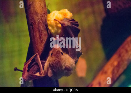 Fledermaus an einem Apfel füttern Stockfoto