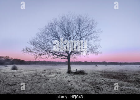 Balmer Rasen im Sonnenaufgang, Brockenhurst, New Forest, Hampshire, England, UK Stockfoto