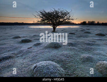 Balmer Rasen im Sonnenaufgang, Brockenhurst, New Forest, Hampshire, England, UK Stockfoto