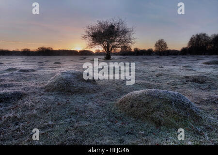 Balmer Rasen im Sonnenaufgang, Brockenhurst, New Forest, Hampshire, England, UK Stockfoto