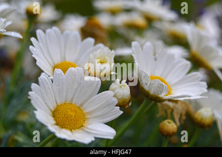 Morgentau auf Gänseblümchen Stockfoto