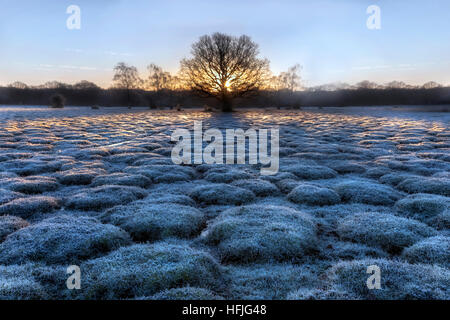 Balmer Rasen im Sonnenaufgang, Brockenhurst, New Forest, Hampshire, England, UK Stockfoto