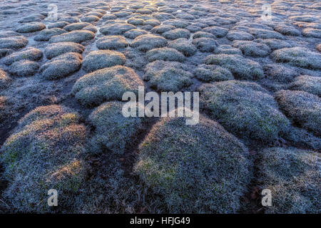 Balmer Rasen im Sonnenaufgang, Brockenhurst, New Forest, Hampshire, England, UK Stockfoto