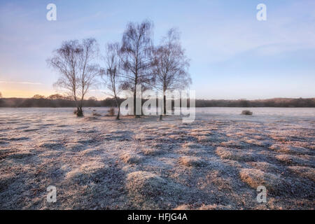 Balmer Rasen im Sonnenaufgang, Brockenhurst, New Forest, Hampshire, England, UK Stockfoto