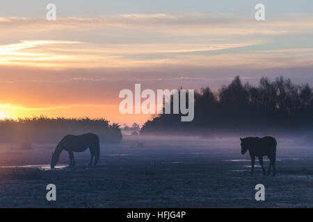wilde New Forest Ponys in den Sonnenaufgang in Ocknell, New Forest, Lyndhurst, Hampshire, England, UK Stockfoto