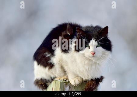 Eine schwarze und weiße Hauskatze [Felis Catus] sitzen auf einem Pfosten Stockfoto