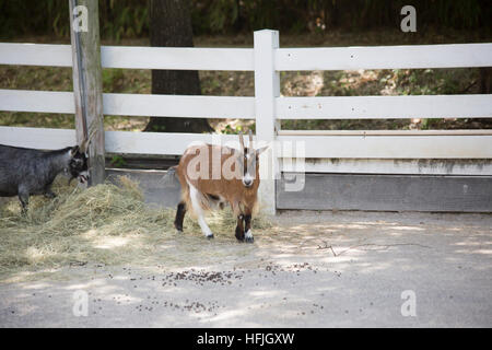 Eine braune Ziege mit einer schwarzen Ziege im Hintergrund im Fokus Stockfoto