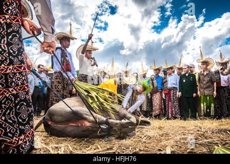 Buffalo-Schlachtprozession, Teil der traditionellen Zeremonie auf der Roten Insel, Indonesien. Dieses Ritual symbolisiert den vertrag zwischen den indigenen Gemeinschaften. Stockfoto