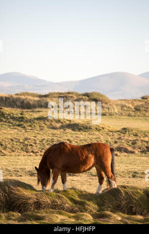 Pony auf llanddwyn Island vor der Küste von Anglesey in Amlwch, Wales, Großbritannien während des angenehm warmen Winter in der Gegend, Wales, Großbritannien Stockfoto