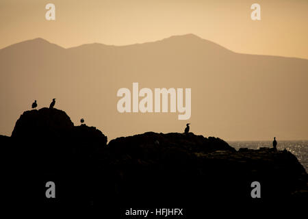 Kormorane und Shags Silhouette auf Llanddwyn Island mit dem Gebirge auf der Halbinsel Llyn in der Ferne Stockfoto