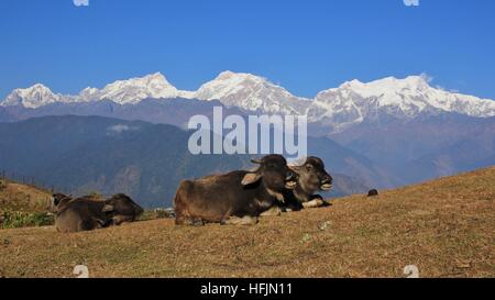 Szene in Ghale Gaun, Annapurna Conservation Area, Nepal. Baby-Büffel und Schnee begrenzt Manaslu und anderen Hochgebirgen. Stockfoto