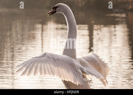 Ein Schwan schlägt seine Flügeln an einem nebligen See in den frühen Morgenstunden in London Stockfoto