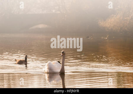 Ein Schwan auf einem nebligen See in den frühen Morgenstunden in London Stockfoto