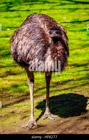 Ein emu steht auf der Wiese, auf der Hut. Stockfoto