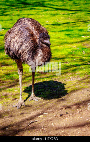 Ein emu steht auf der Wiese, auf der Hut. Stockfoto