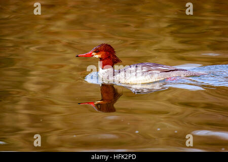Eine weibliche gemeinsamen Prototyp schwimmt im See, mit Spiegelbild im Wasser. Stockfoto