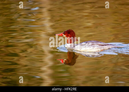 Eine weibliche gemeinsamen Prototyp schwimmt im See, mit Spiegelbild im Wasser. Stockfoto