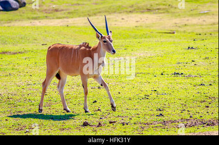 Eine weibliche gemeinsame Eland Antilopen, die zu Fuß über die Wiese. Stockfoto