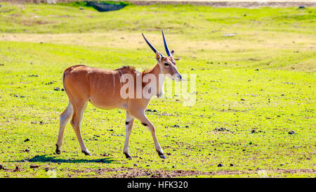 Eine weibliche gemeinsame Eland Antilopen, die zu Fuß über die Wiese. Stockfoto