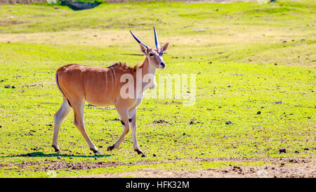 Eine weibliche gemeinsame Eland Antilopen, die zu Fuß über die Wiese. Stockfoto