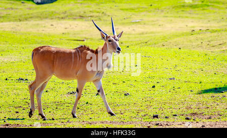 Eine weibliche gemeinsame Eland Antilopen, die zu Fuß über die Wiese. Stockfoto