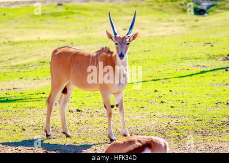 Eine weibliche gemeinsame Eland Antilopen, die zu Fuß über die Wiese. Stockfoto