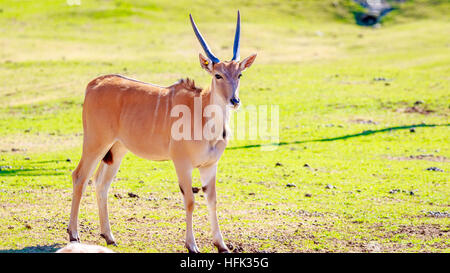 Eine weibliche gemeinsame Eland Antilopen, die zu Fuß über die Wiese. Stockfoto