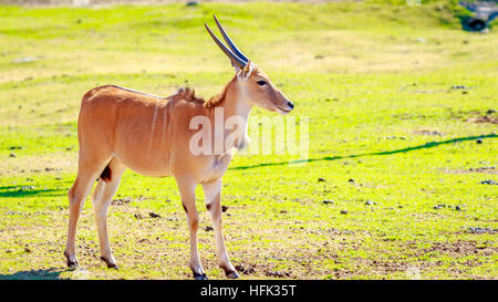 Eine weibliche gemeinsame Eland Antilopen, die zu Fuß über die Wiese. Stockfoto